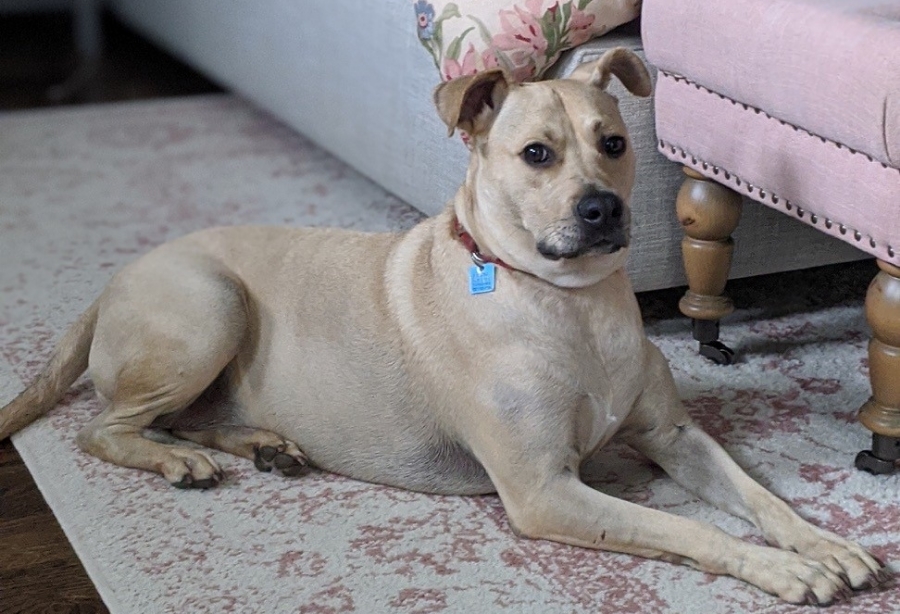 Lulu photo 1