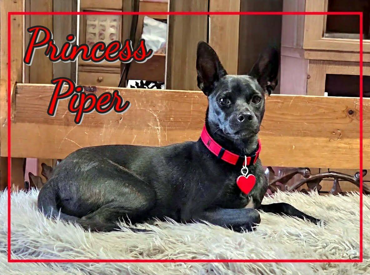 Piper, ADOPTABLE, Young Female Miniature Pinscher & Italian Greyhound.