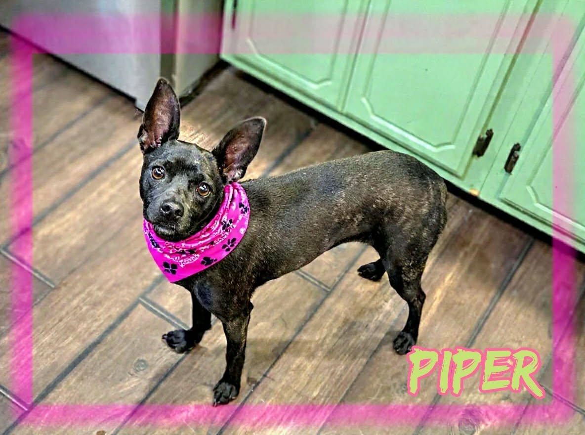 Enlarge Piper, a ADOPTABLE mixed breed in Grove, OK image 4/4