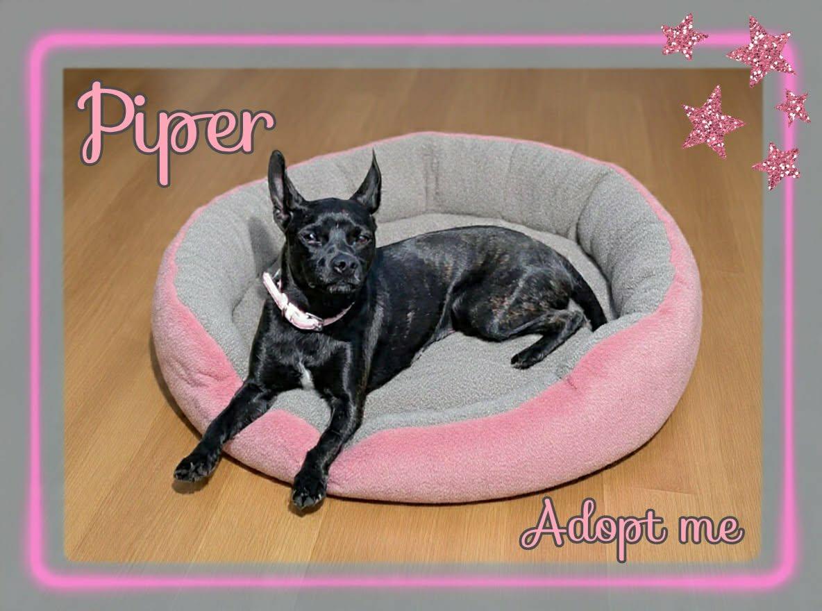 Enlarge Piper, a ADOPTABLE mixed breed in Grove, OK image 3/4