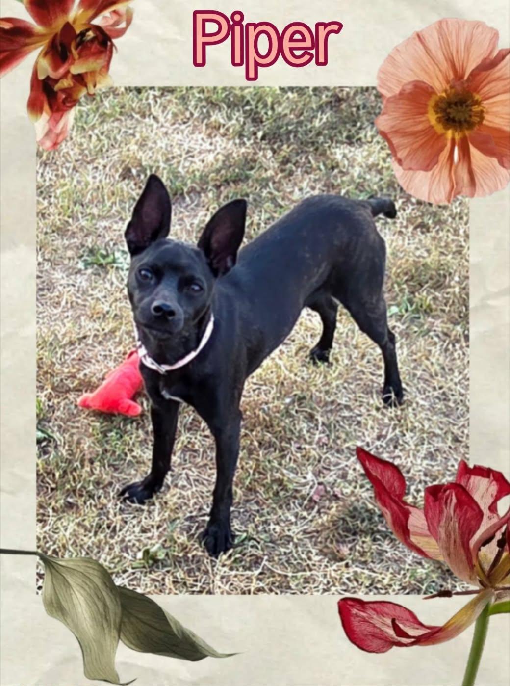 Enlarge Piper, a ADOPTABLE mixed breed in Grove, OK image 2/4