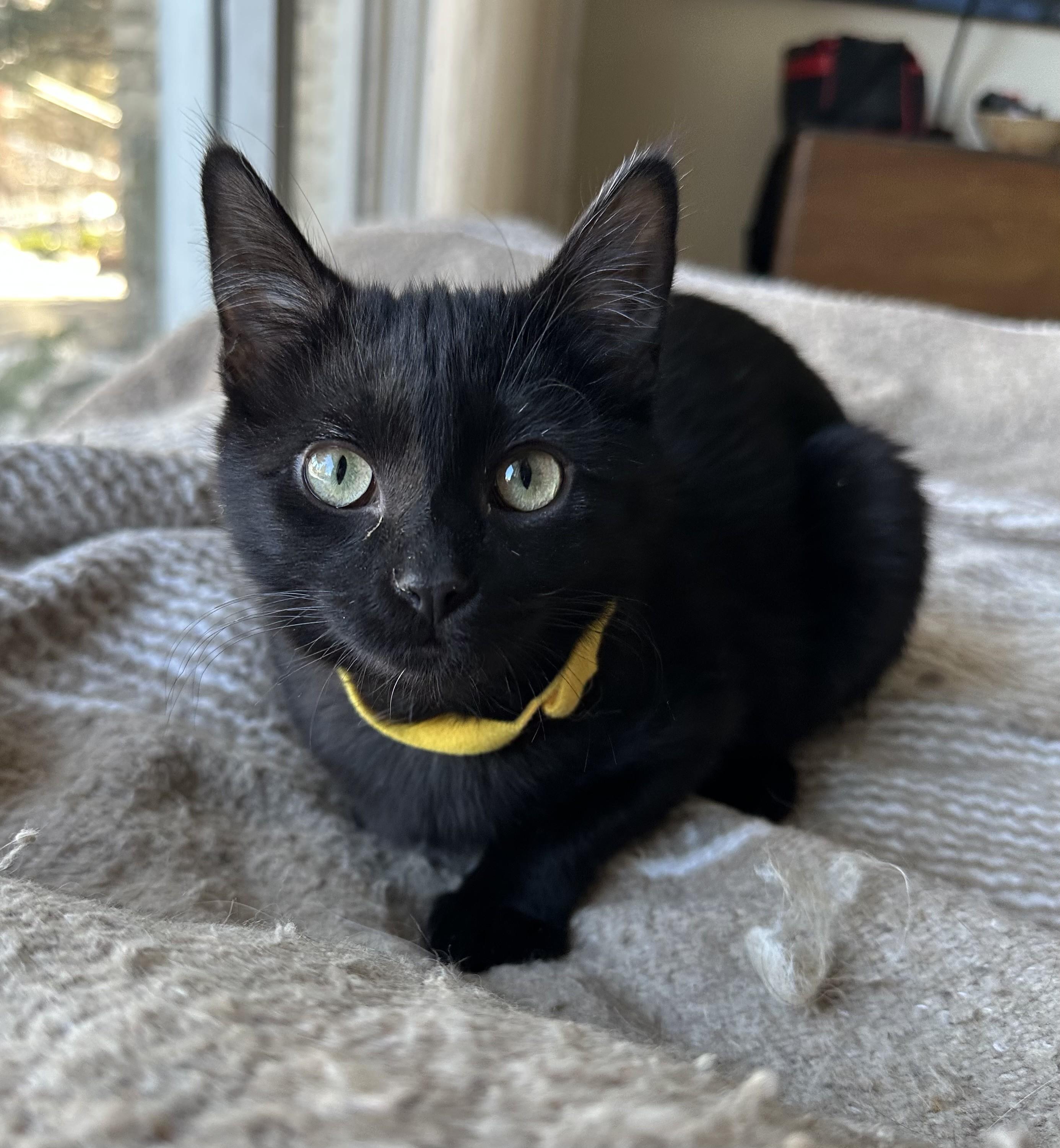 Kami Kaze, adopted, Young Female Domestic Short Hair.