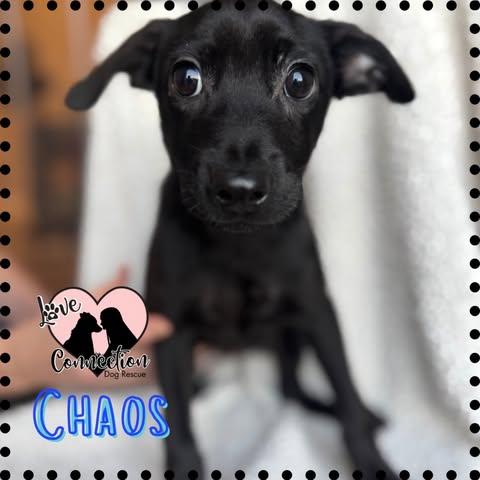 Enlarge Chaos, an adopted mixed breed in Gilbert, AZ image 1/1