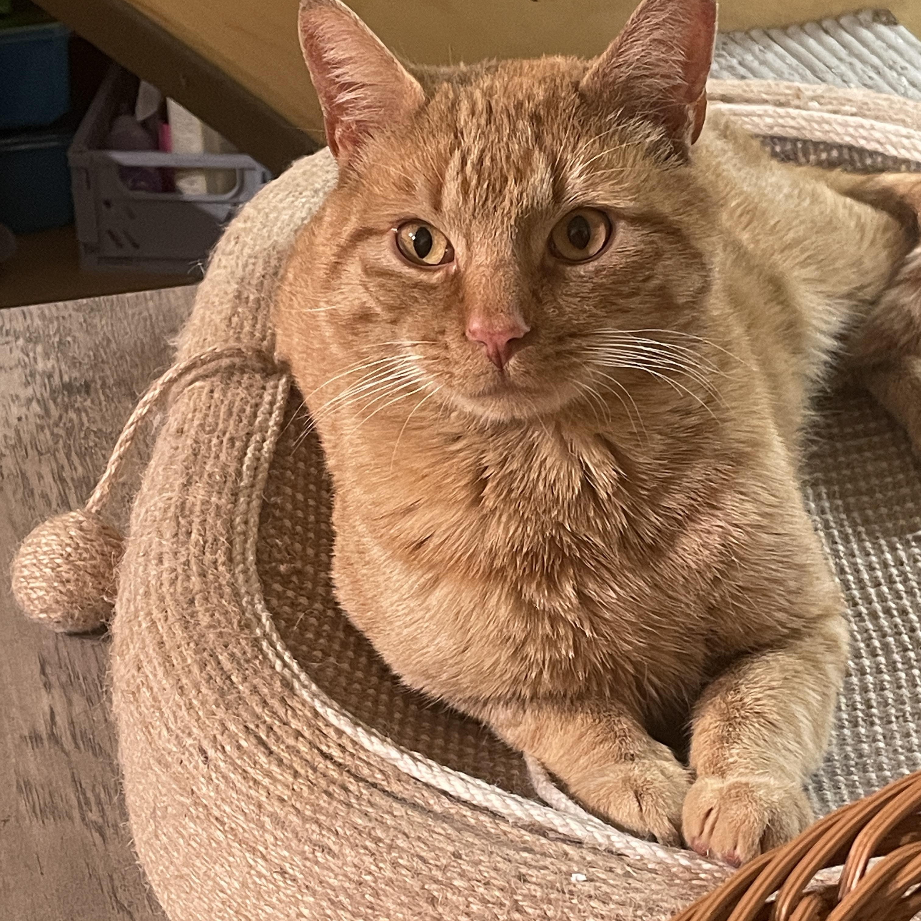 Pepita, ADOPTABLE, Young Male Domestic Short Hair.