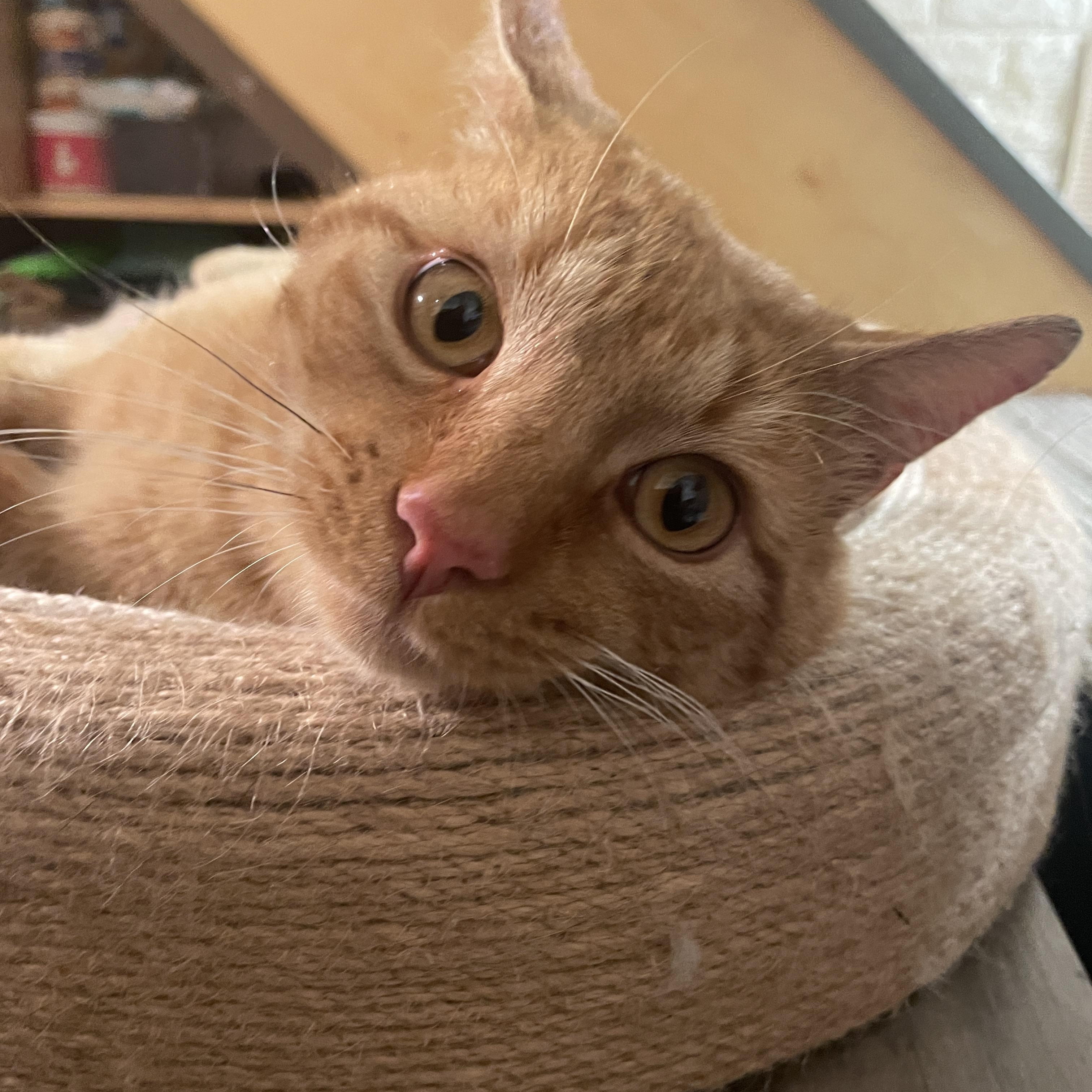 Enlarge Pepita, a ADOPTABLE Domestic Short Hair in South Ozone Park, NY image 4/6