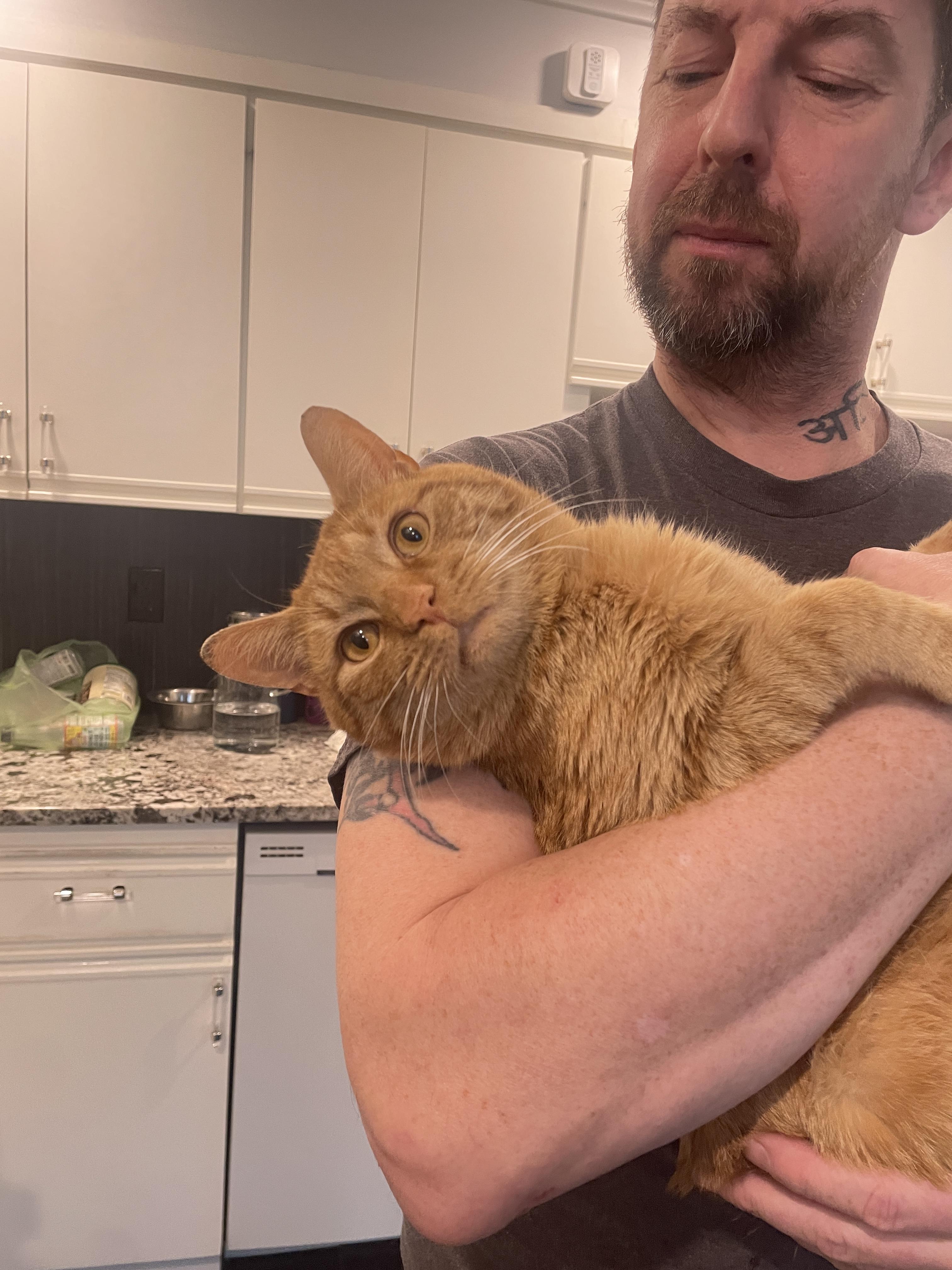 Enlarge Pepita, a ADOPTABLE Domestic Short Hair in South Ozone Park, NY image 6/6