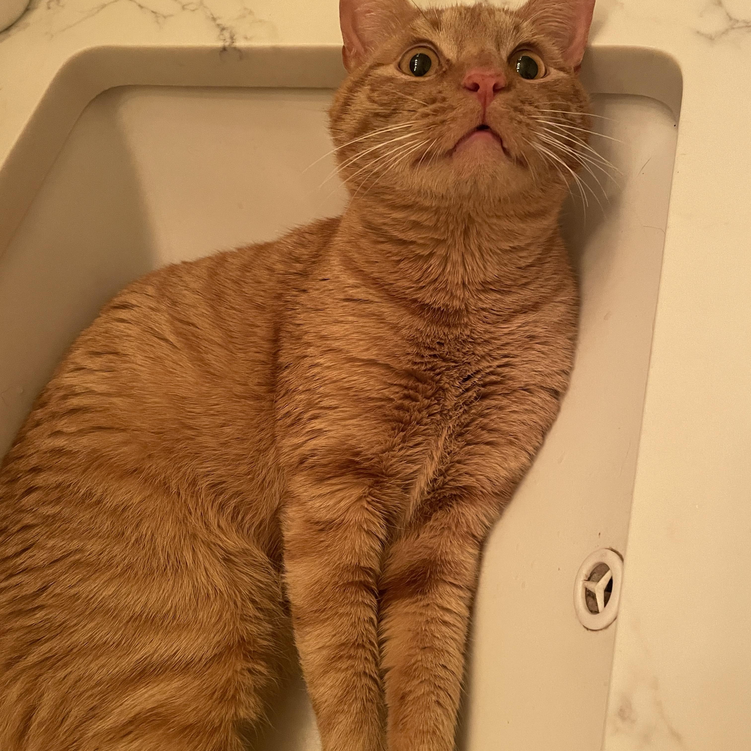 Enlarge Pepita, a ADOPTABLE Domestic Short Hair in South Ozone Park, NY image 3/6