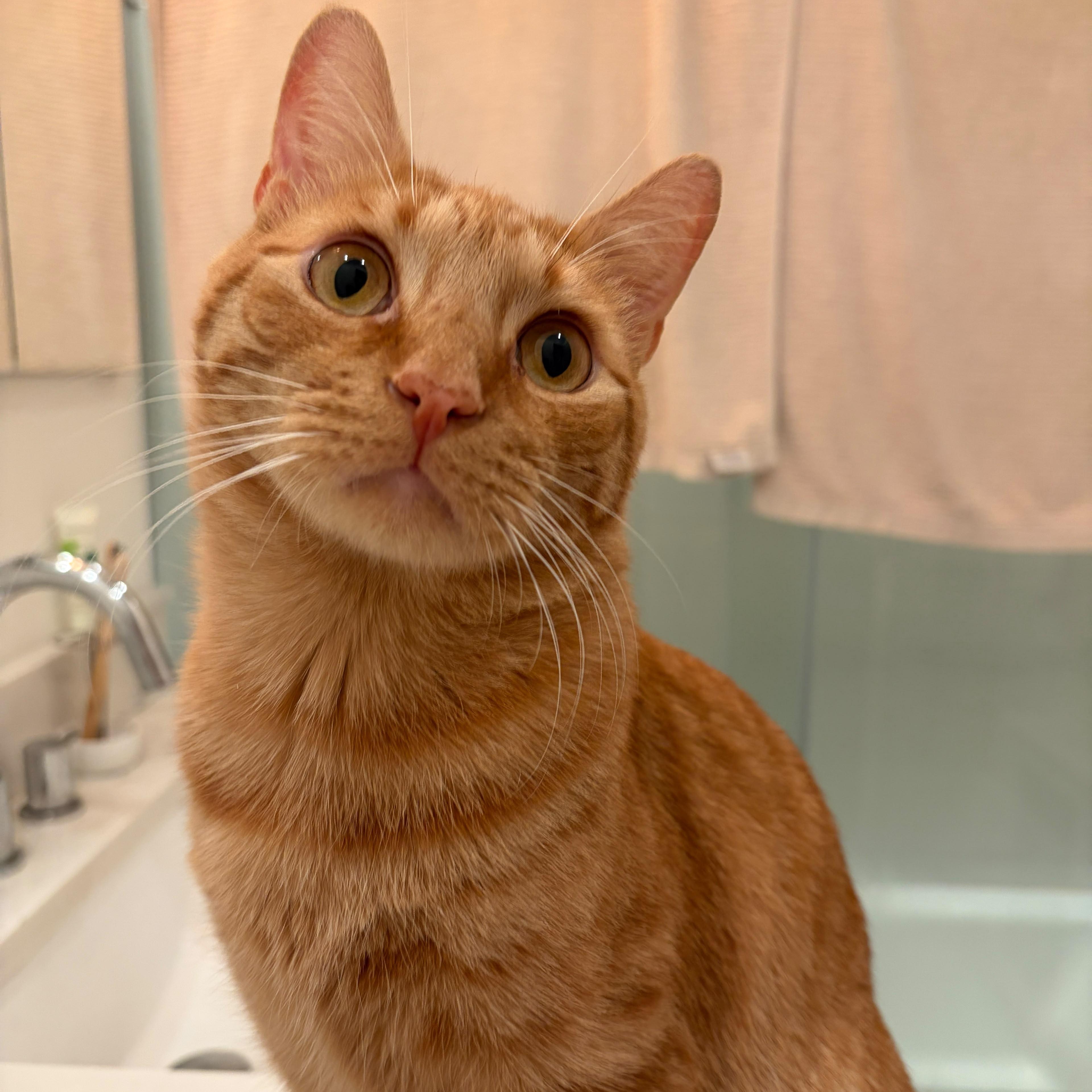 Pepita, Adoptable, Young Male Domestic Short Hair.
