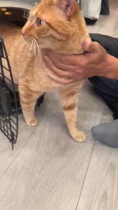 Enlarge Pepita, a ADOPTABLE Domestic Short Hair in South Ozone Park, NY video 5/6
