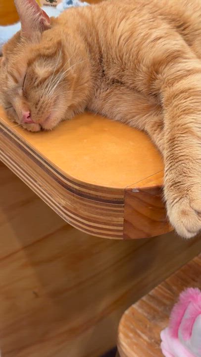 Enlarge Pepita, a ADOPTABLE Domestic Short Hair in South Ozone Park, NY video 2/6