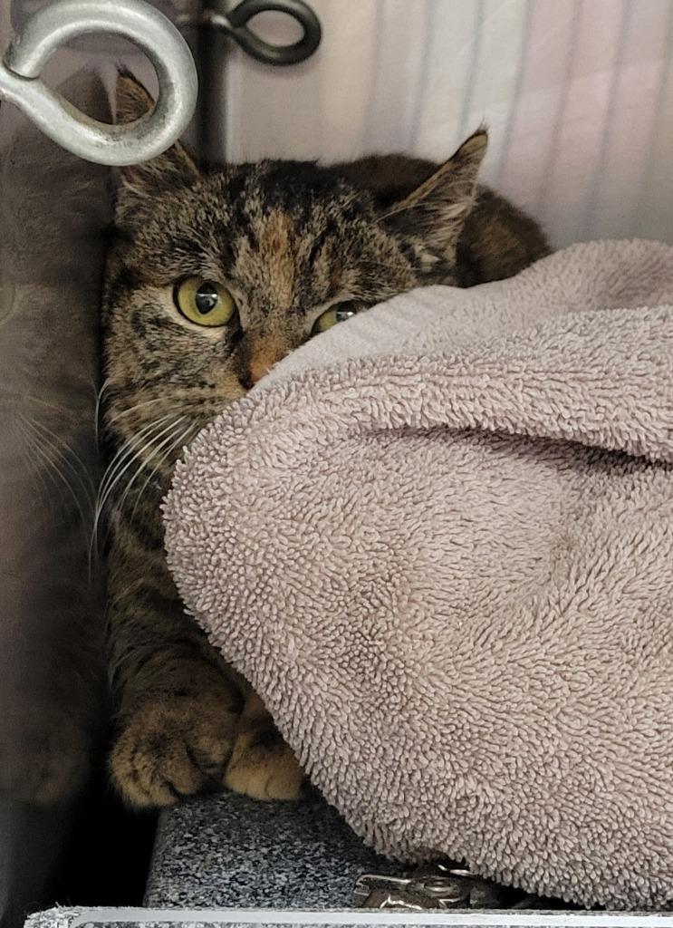 T Cat 26-0115, Adoptable, Young Male Domestic Short Hair.