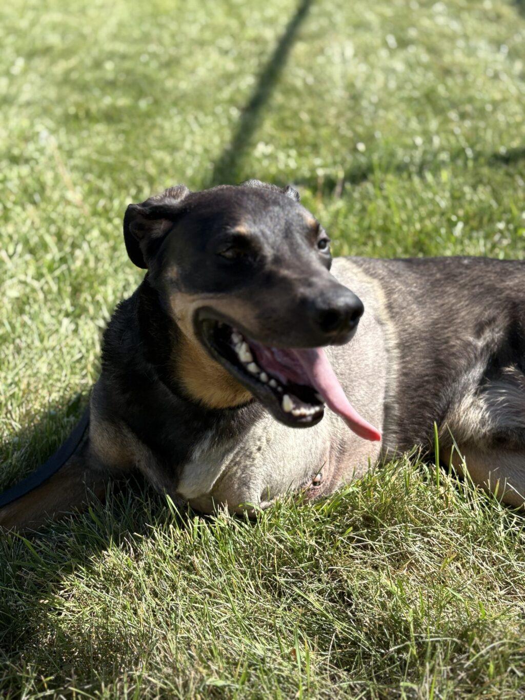 Galileo - LONG STAY, an adoptable Australian Cattle Dog / Blue Heeler in Billings, MT, 59102 | Photo Image 1