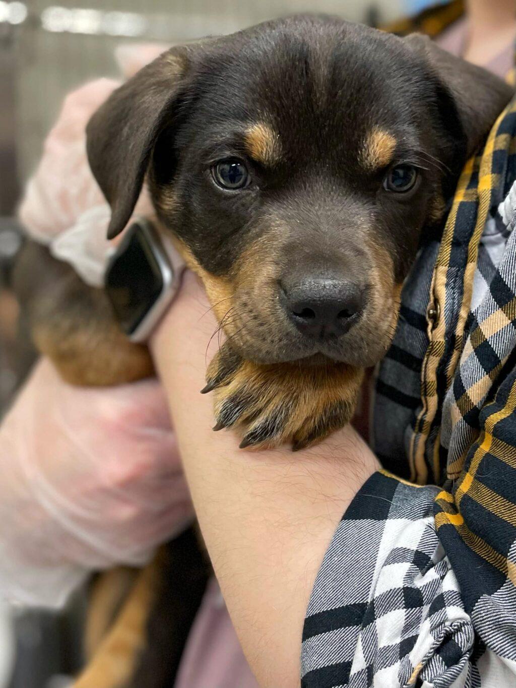 Galileo - LONG STAY, an adoptable Australian Cattle Dog / Blue Heeler in Billings, MT, 59102 | Photo Image 3