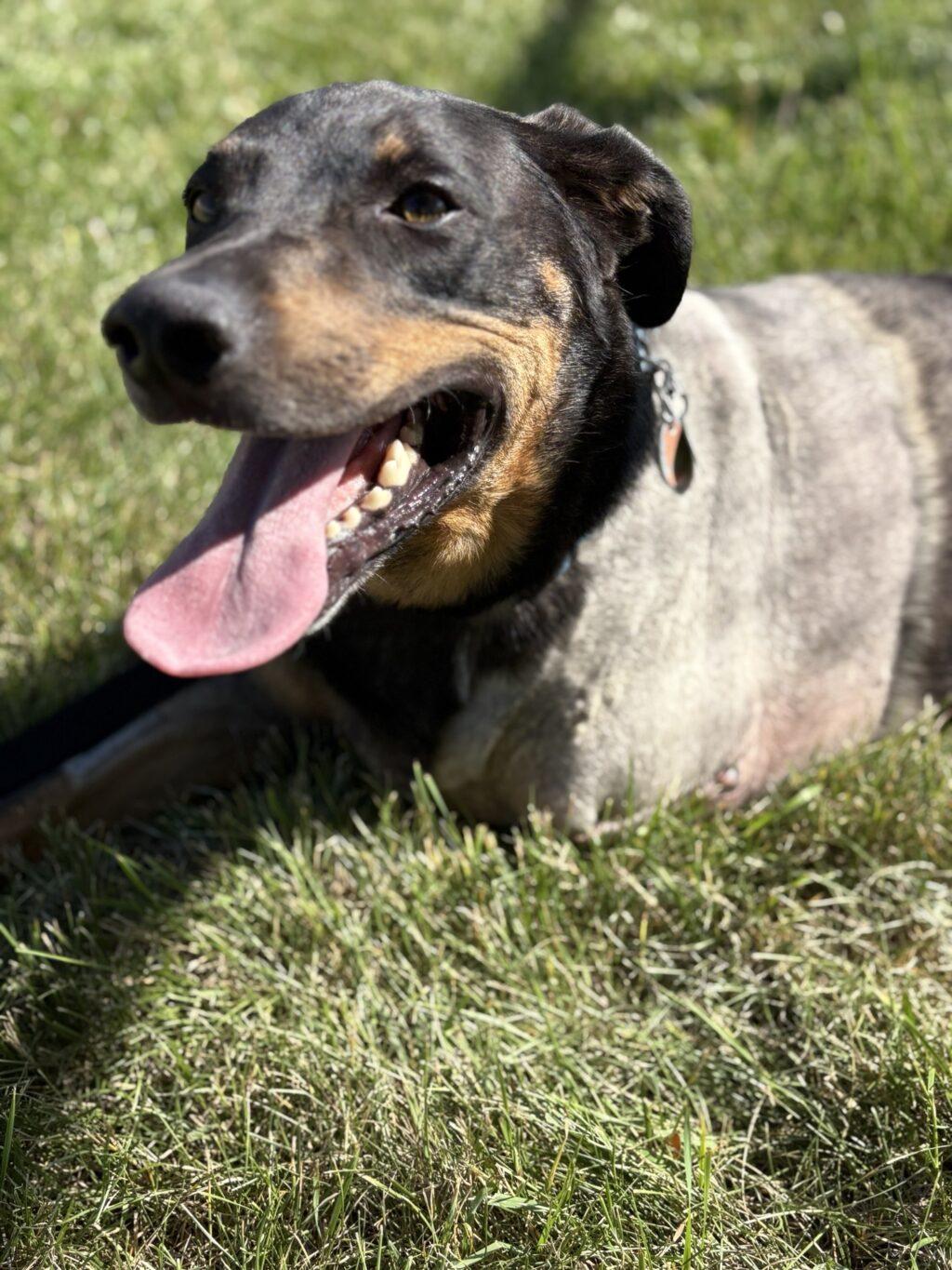 Galileo - LONG STAY, an adoptable Australian Cattle Dog / Blue Heeler in Billings, MT, 59102 | Photo Image 2