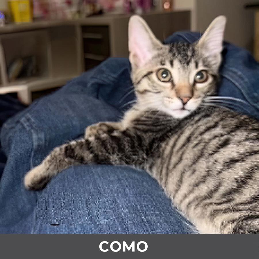 Enlarge Como, a Adopted Domestic Short Hair in Etobicoke, ON image 2/2