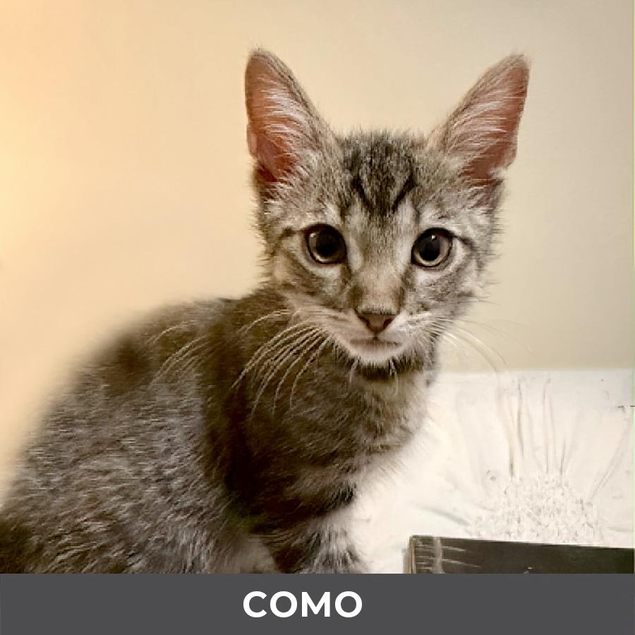 Como, Adopted, Kitten Male Domestic Short Hair.