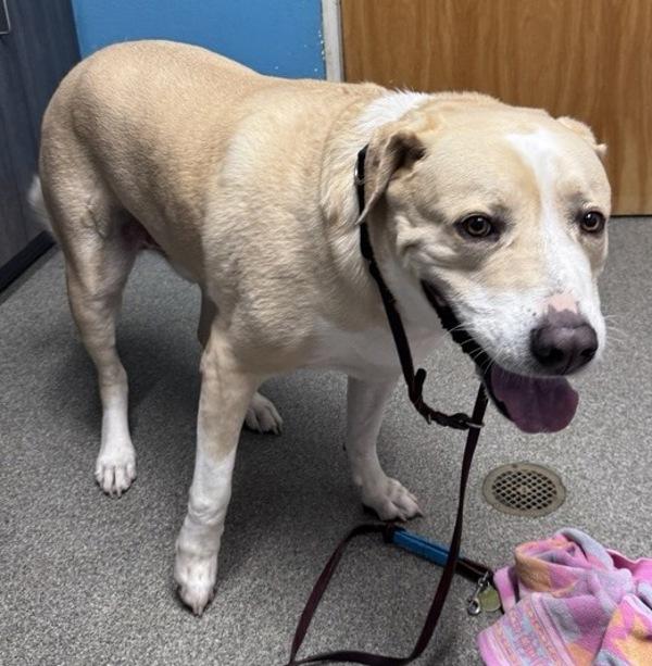 Bear, Adoptable, Adult Male Labrador Retriever.