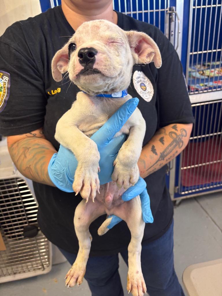 Crazy Coconutty, Adoptable, Puppy Male Mixed Breed & Pit Bull Terrier.