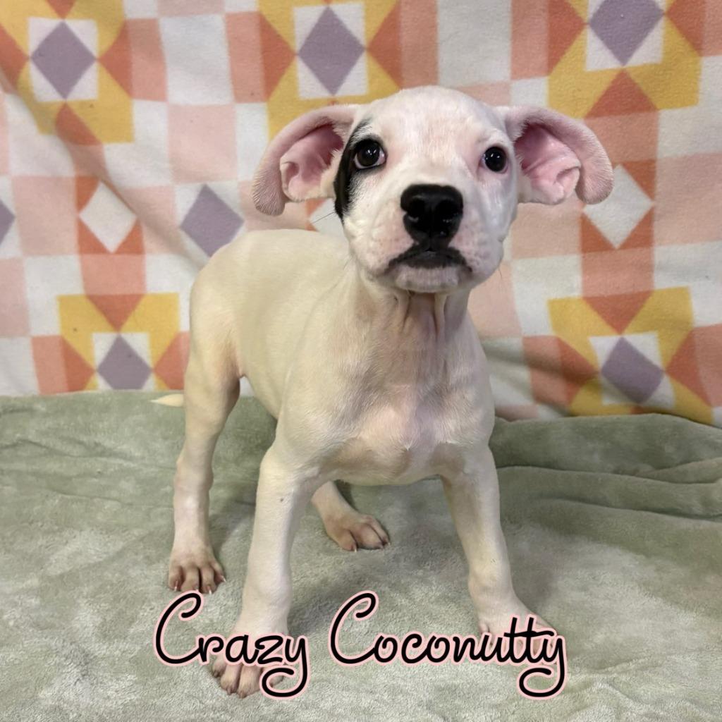 Enlarge Crazy Coconutty, a Adoptable mixed breed in Hillsboro, OH image 2/2