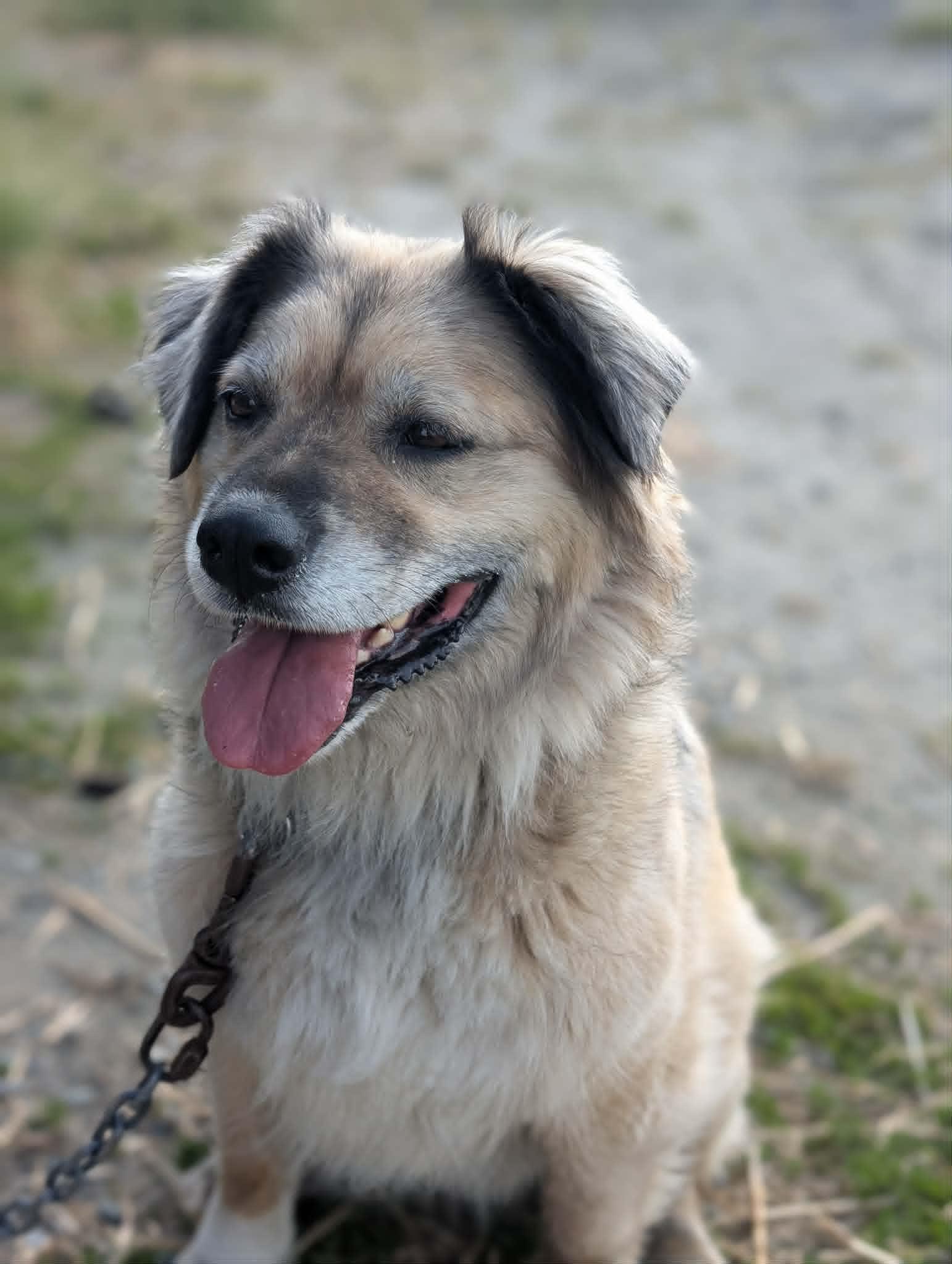 Enlarge Vikk, a ADOPTABLE mixed breed in Bethel, AK image 2/2