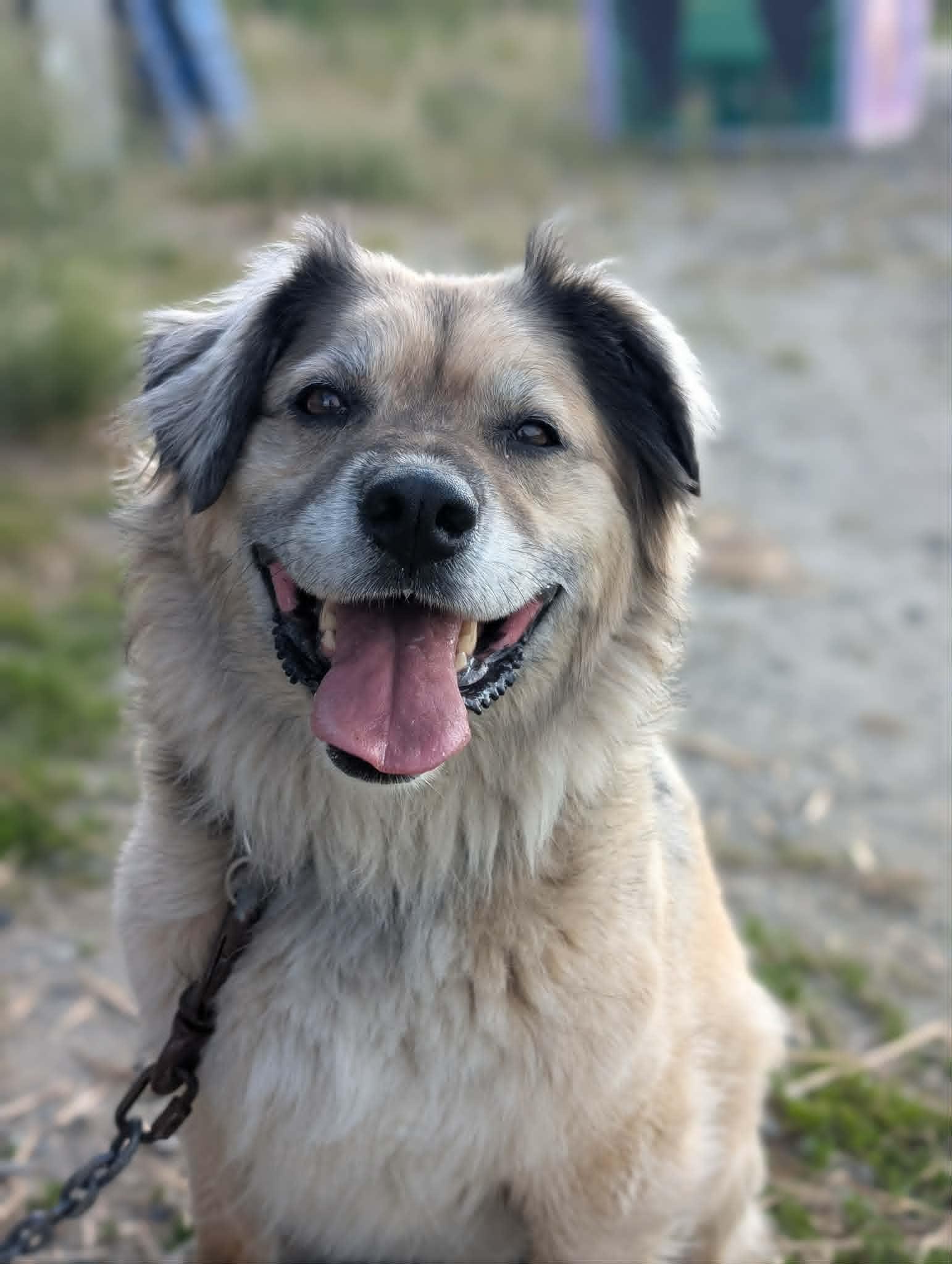 Vikk, ADOPTABLE, Adult Female Australian Shepherd.