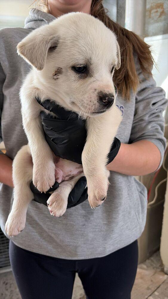 Shrimp, Adoptable, Puppy Male Great Pyrenees & Mixed Breed.