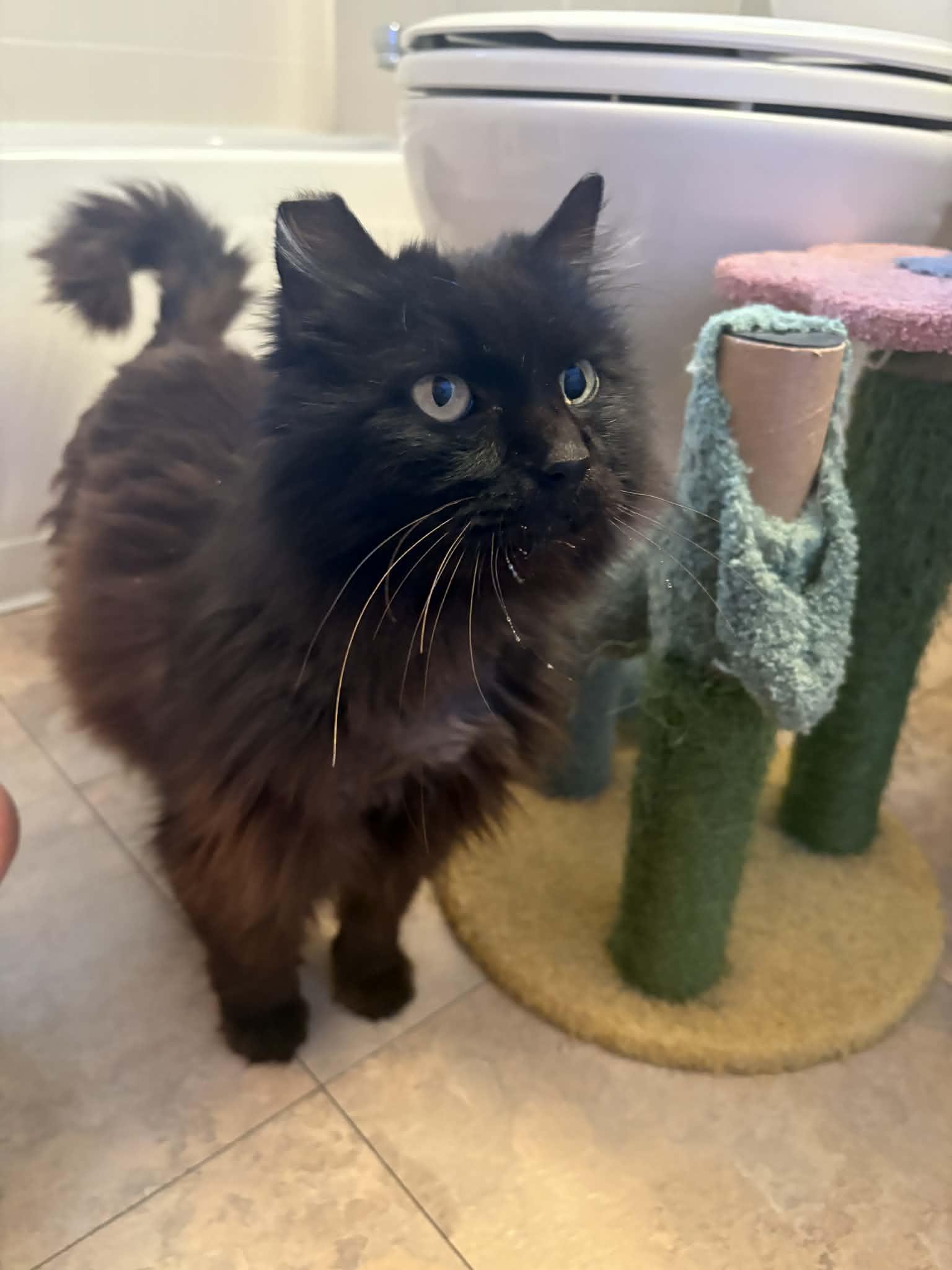 Enlarge Charlie Muppet, a Adopted Domestic Long Hair in Aurora, CO image 1/3