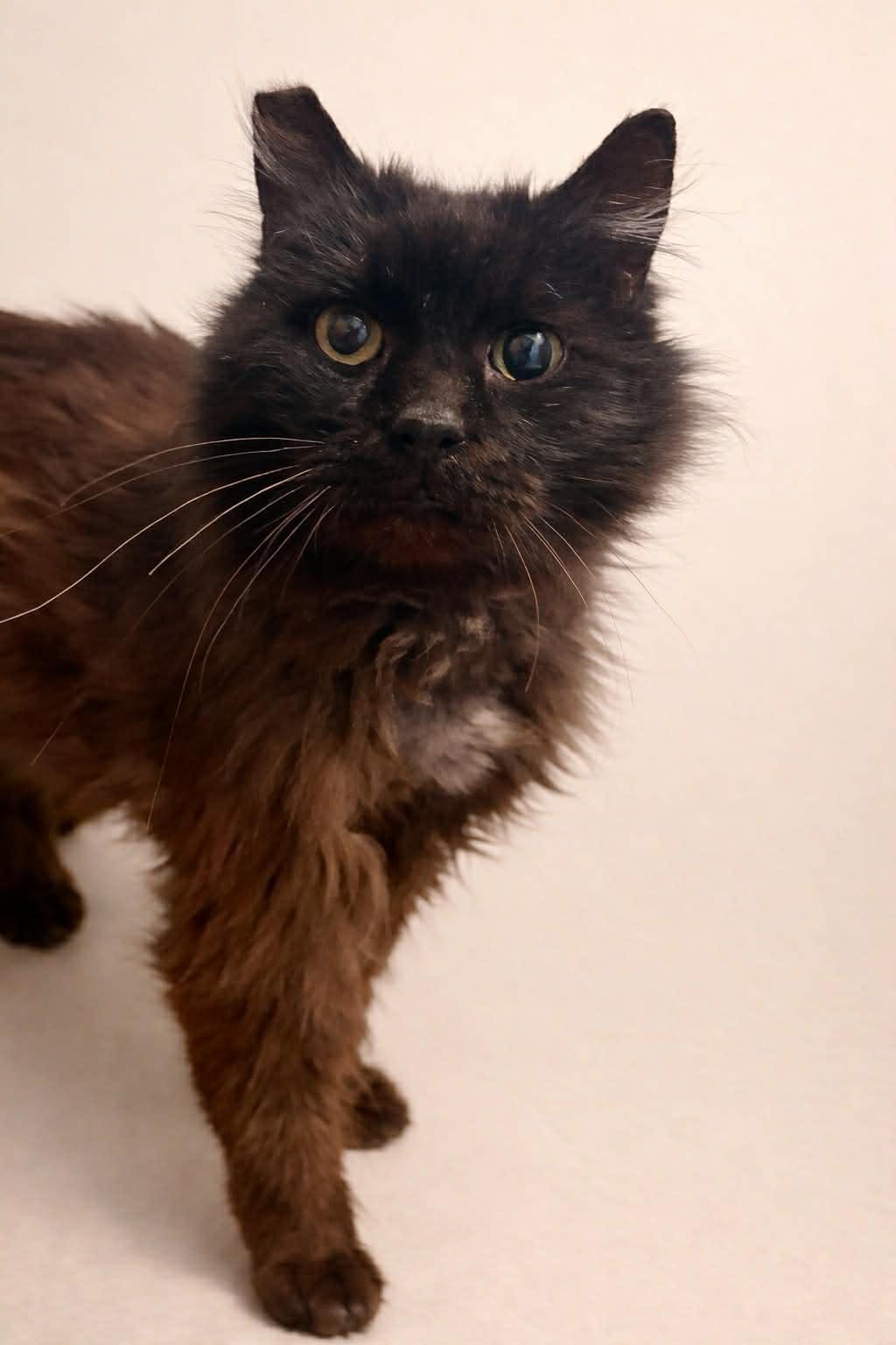 Enlarge Charlie Muppet, a Adopted Domestic Long Hair in Aurora, CO image 2/3