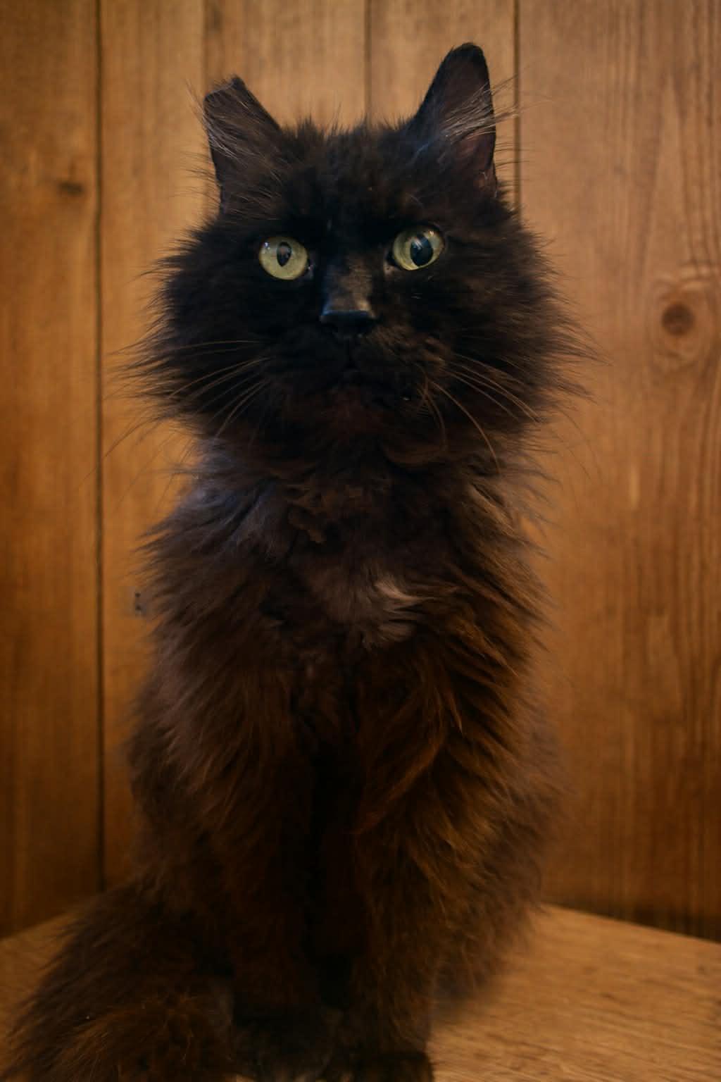Enlarge Charlie Muppet, a Adopted Domestic Long Hair in Aurora, CO image 3/3