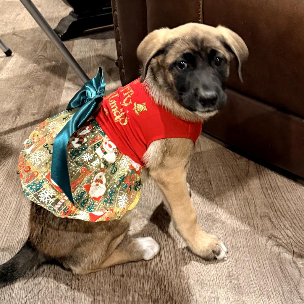 Enlarge Reba, a Adoptable Belgian Shepherd / Malinois in Tulsa, OK image 1/2