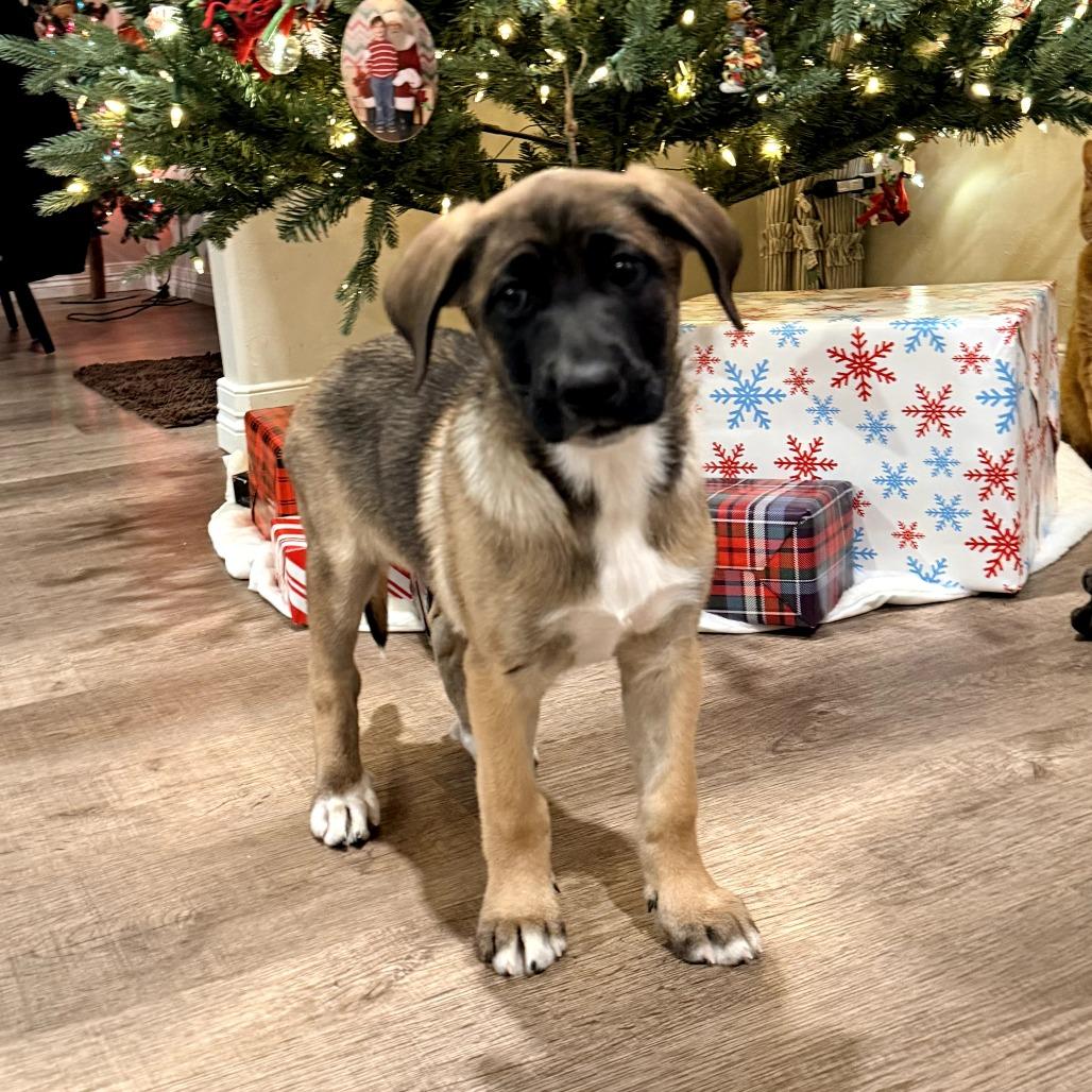 Enlarge Reba, a Adoptable Belgian Shepherd / Malinois in Tulsa, OK image 2/2