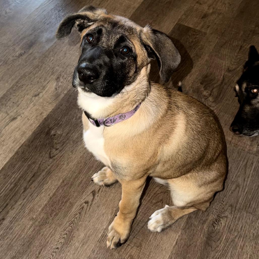 Enlarge Reba, a Adoptable Belgian Shepherd / Malinois in Tulsa, OK image 3/3