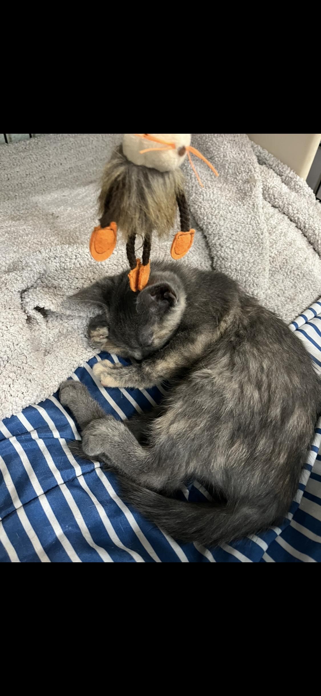 Enlarge Carolina and Dakota , an adopted Domestic Short Hair in Moline, IL image 2/3