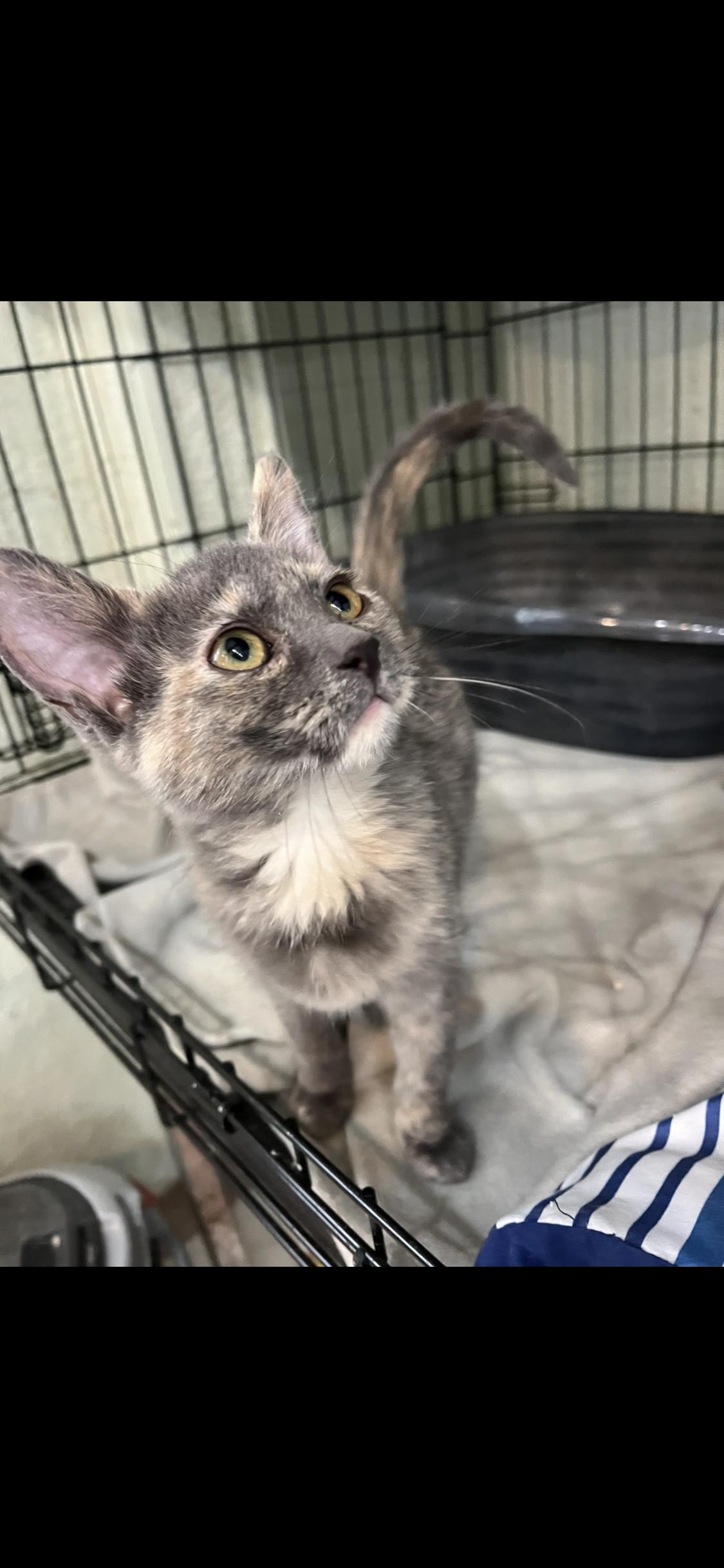 Carolina and Dakota , adopted, Kitten Female Domestic Short Hair.