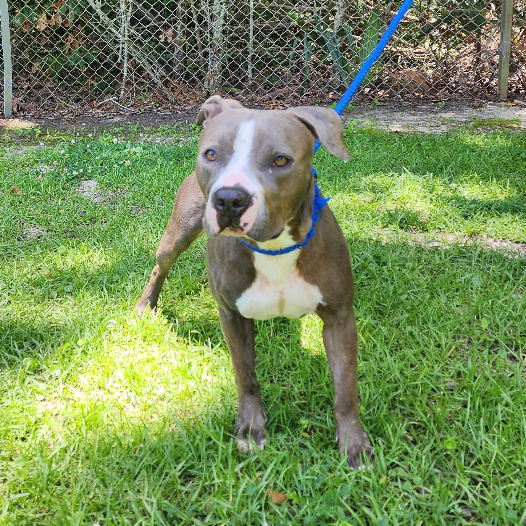 Catarina, a ADOPTABLE Mixed Breed in Slidell, LA image 3/4