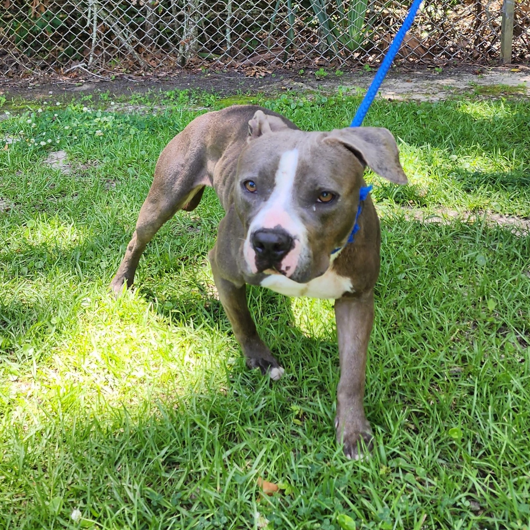 Catarina, a ADOPTABLE Mixed Breed in Slidell, LA image 2/4