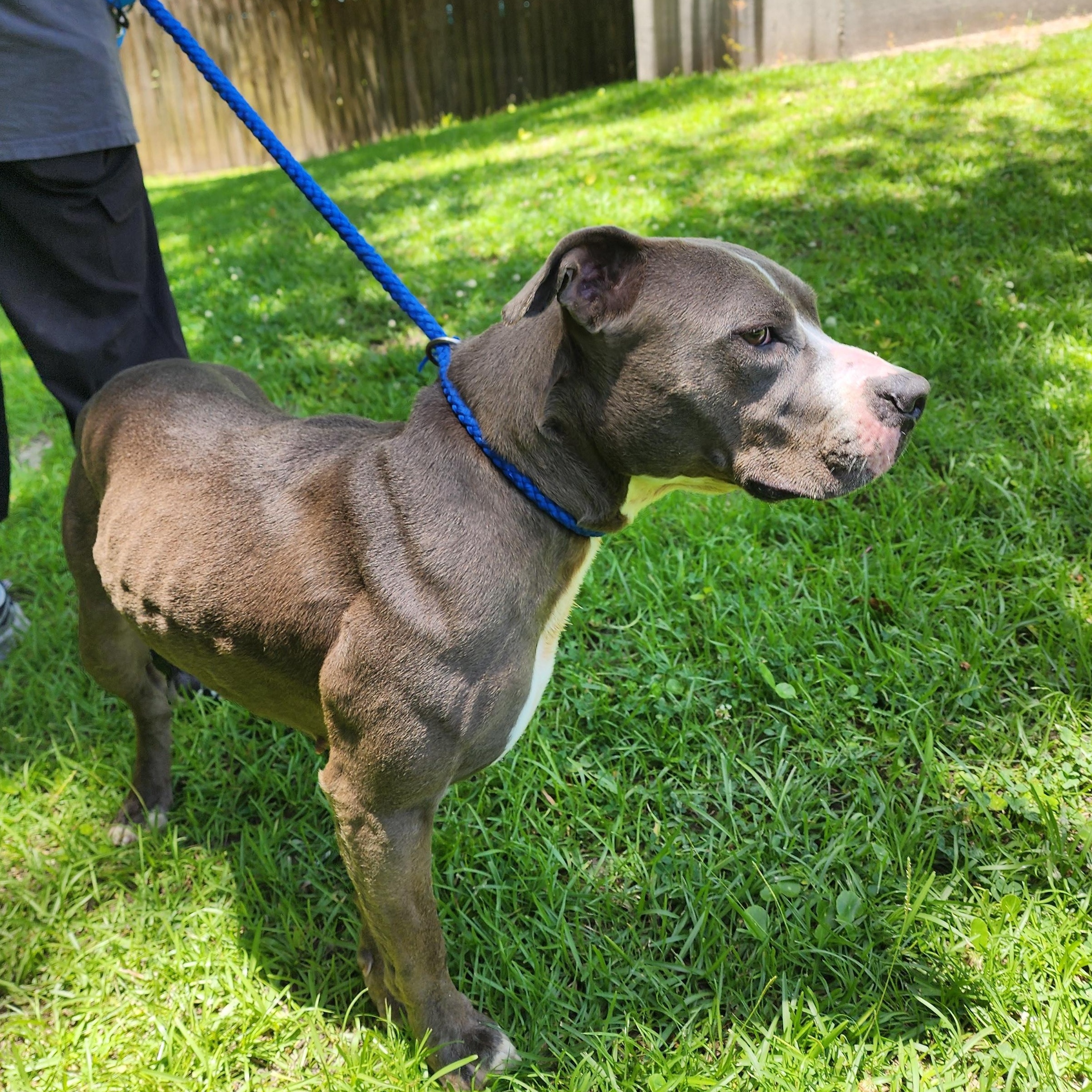 Catarina, a ADOPTABLE Mixed Breed in Slidell, LA image 4/4
