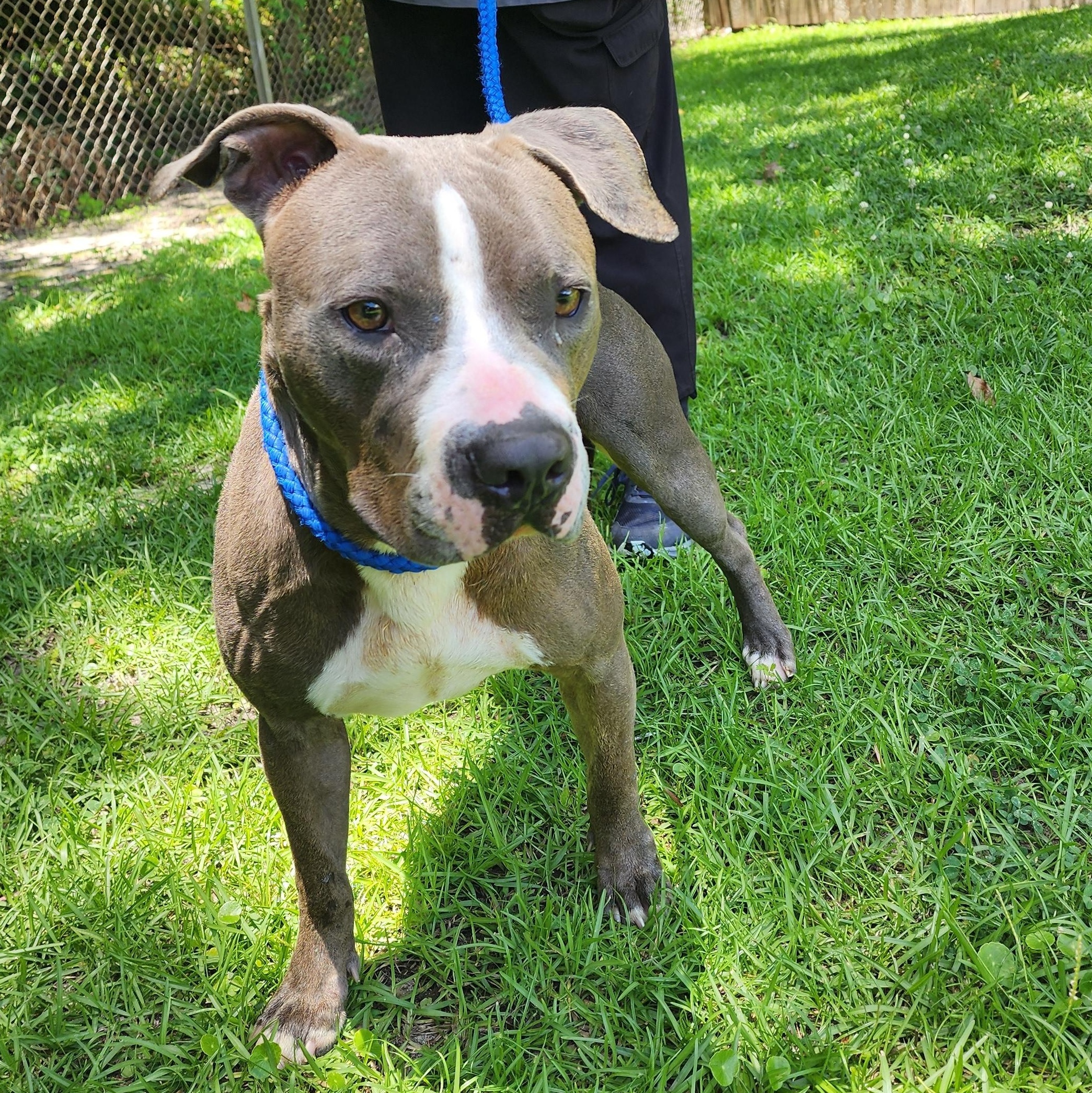 Catarina, ADOPTABLE, Young Female Mixed Breed.