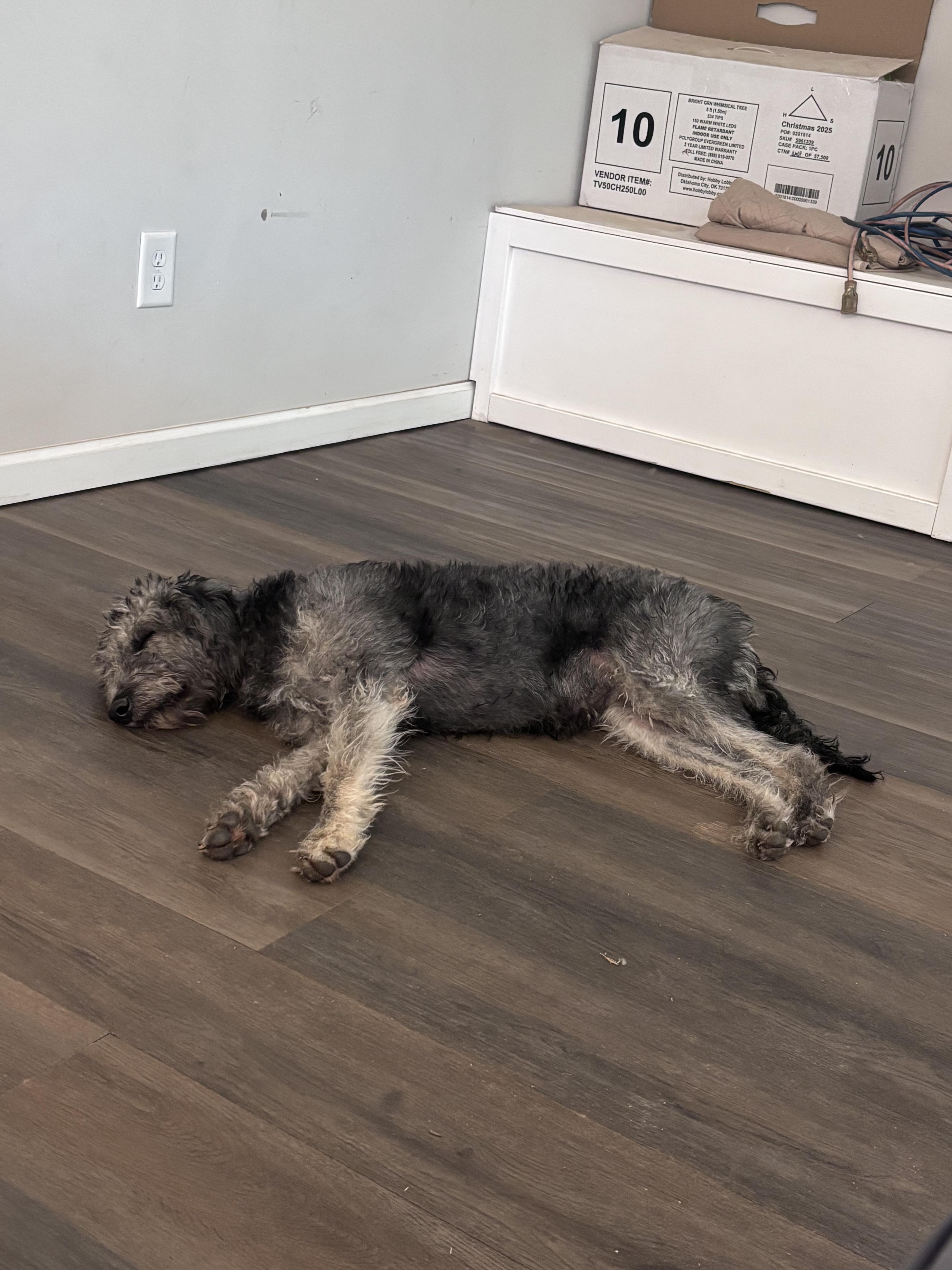 Enlarge Killarny 394, a Adoption Pending mixed breed in Winder, GA image 1/3