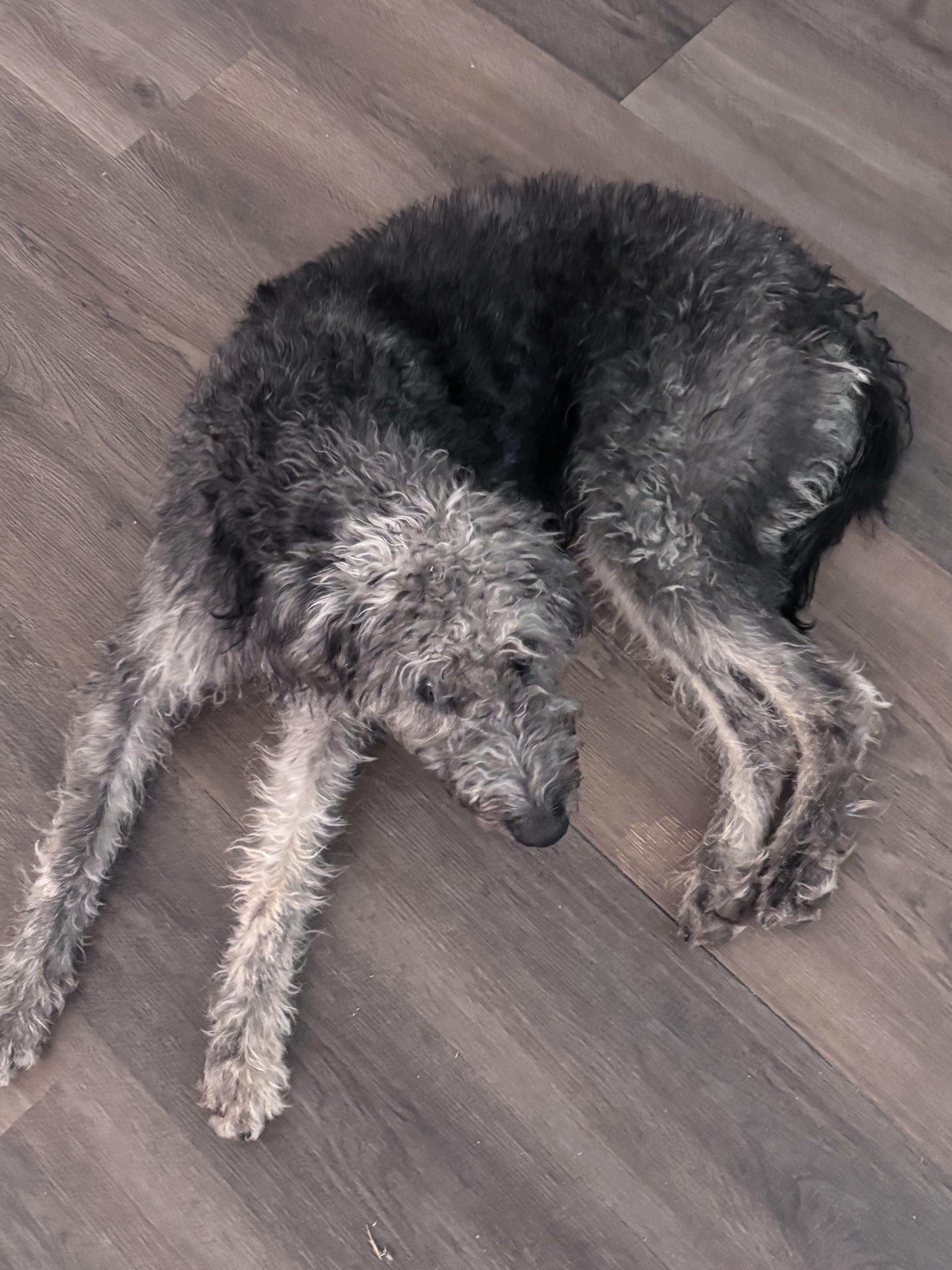 Enlarge Killarny 394, a Adoption Pending mixed breed in Winder, GA image 3/3