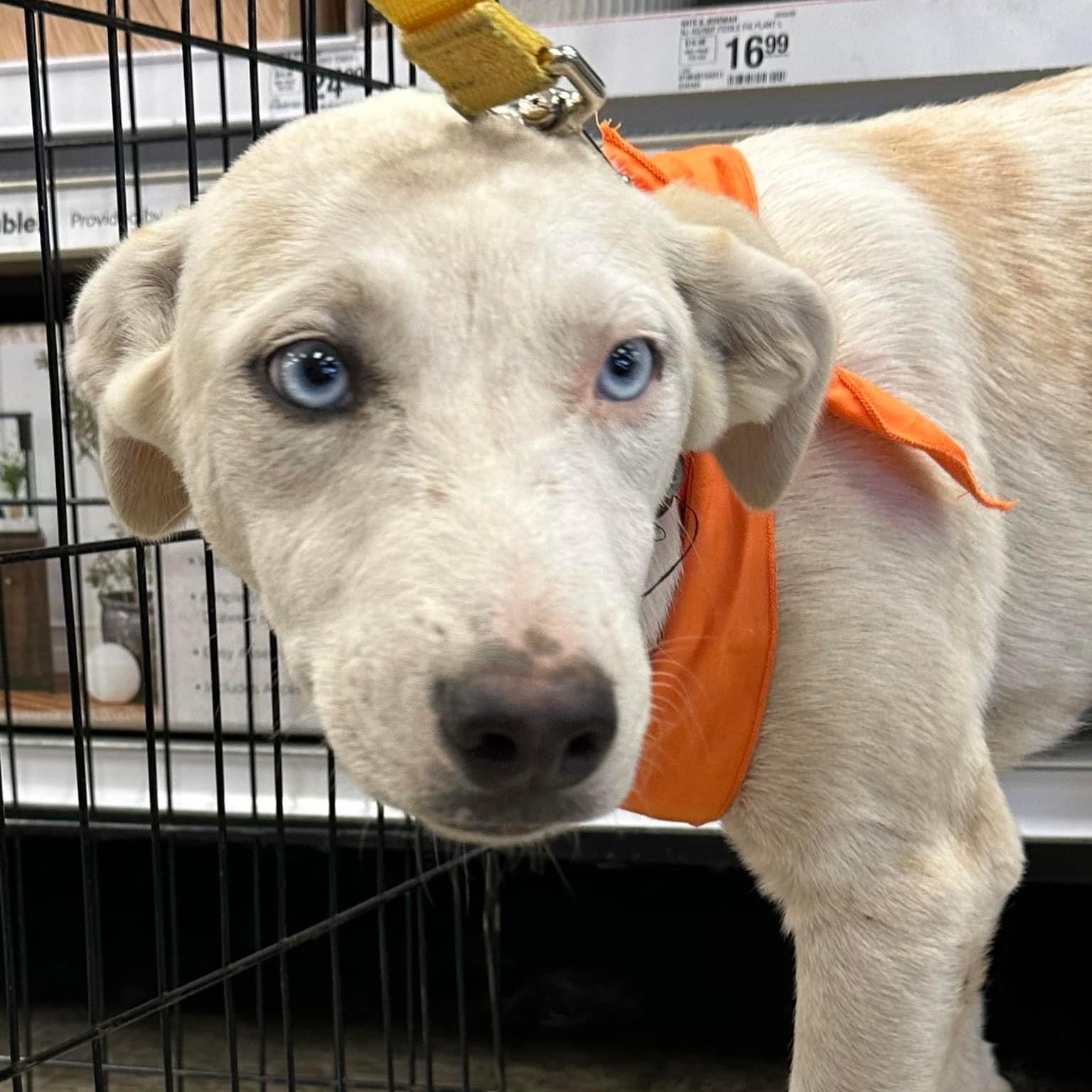 Enlarge Kady, an adoptable Cattle Dog in Fresno, CA image 1/2