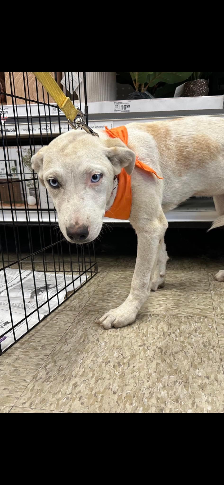 Enlarge Kady, an adoptable Cattle Dog in Fresno, CA image 2/2