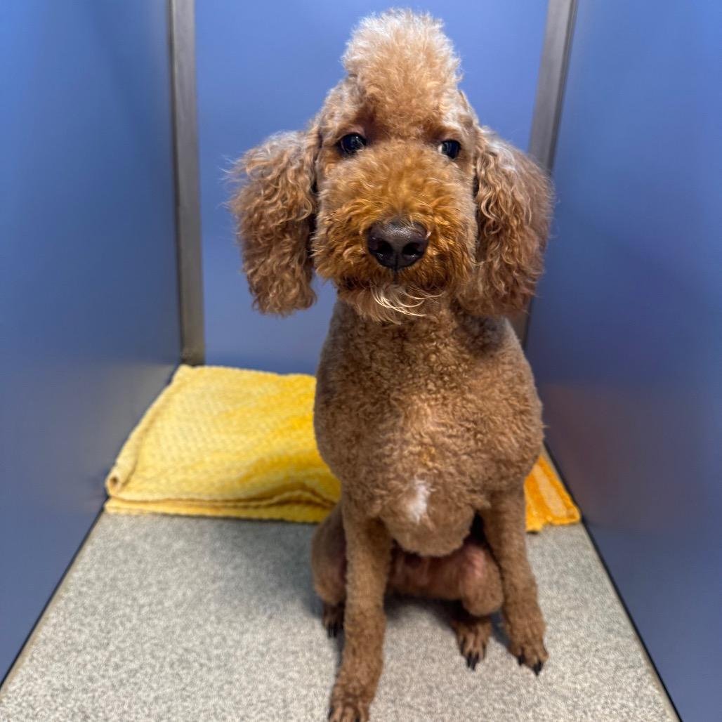 Standard Poodles for Adoption in Punta Gorda, Florida | Petfinder