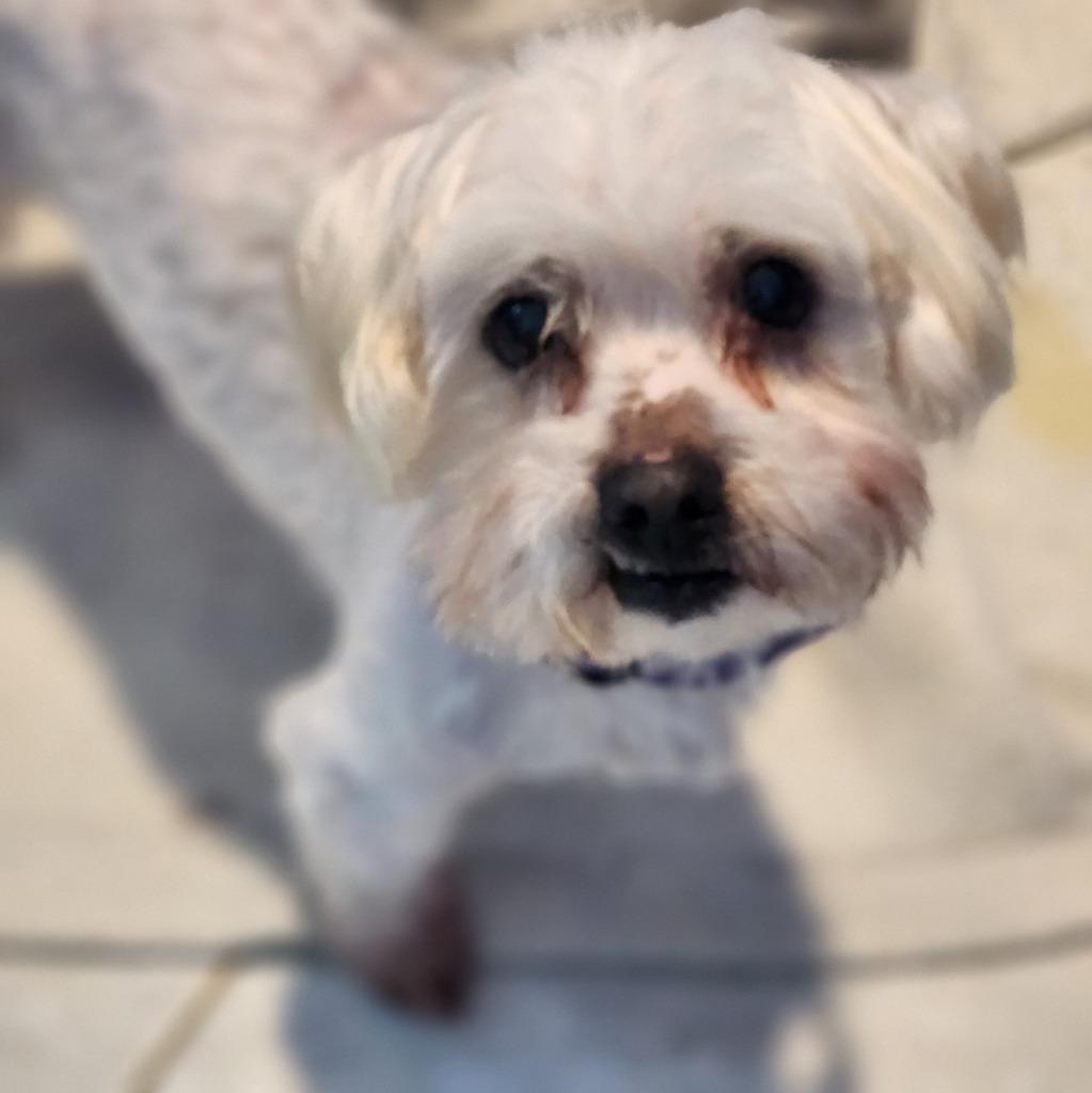Enlarge Cooper, a Adoptable mixed breed in Walnutport, PA image 1/2