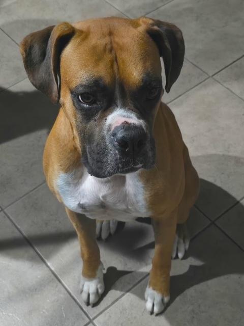 Enlarge Uzie, a Adoptable Boxer in Hewitt, TX image 1/2