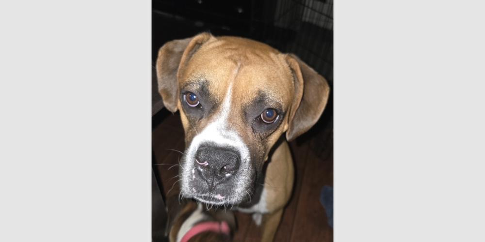 Enlarge Uzie, a Adoptable Boxer in Hewitt, TX image 2/2