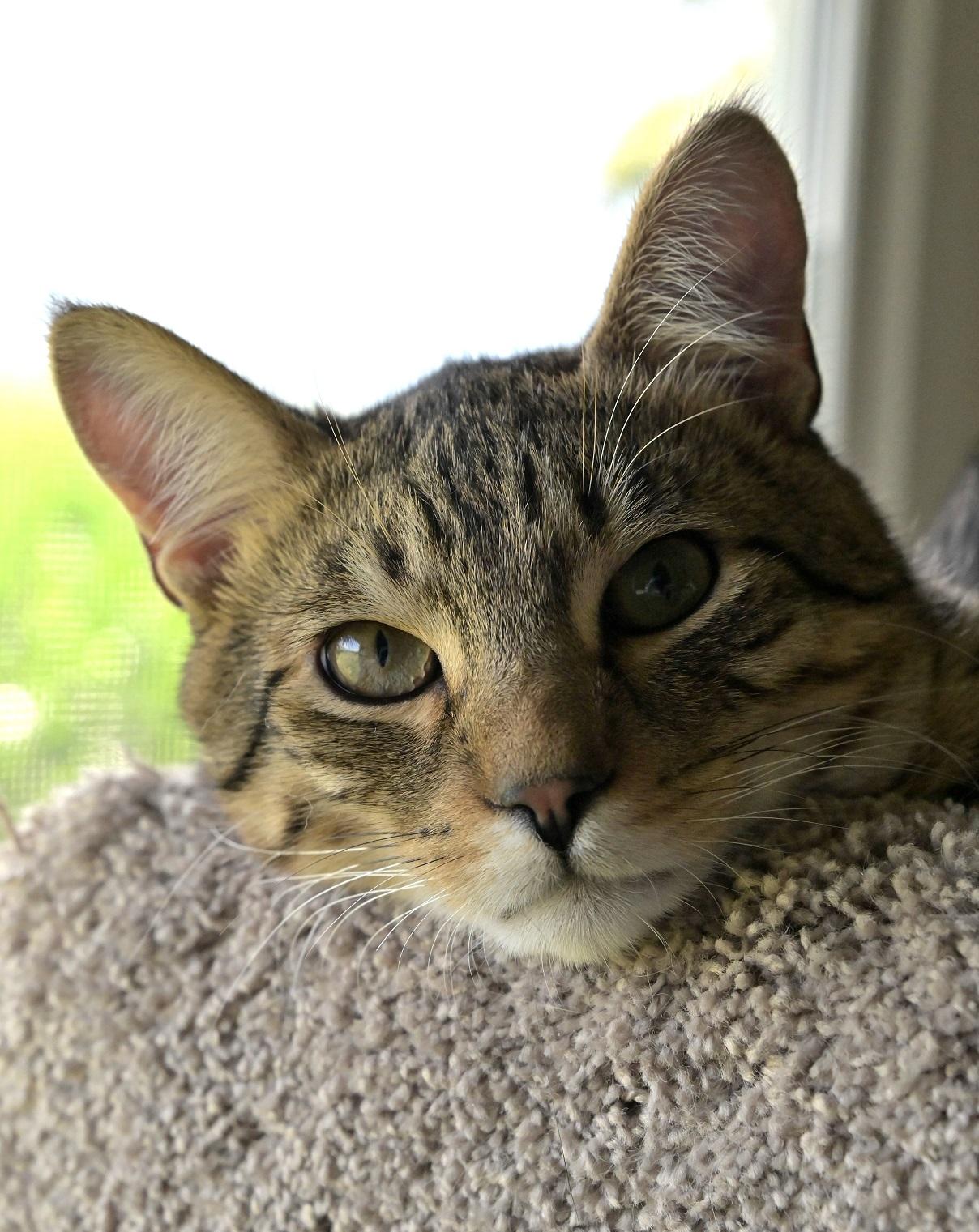 Partner, an adoptable Domestic Short Hair in Chilliwack, BC_image-1