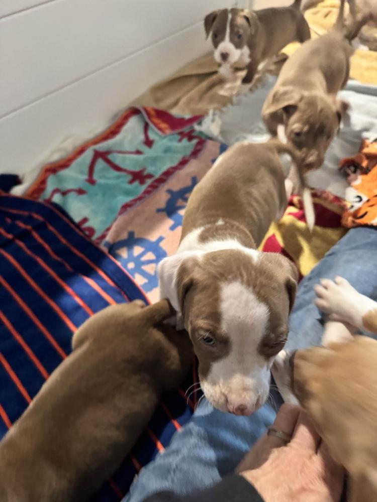 Triver, Adoptable, Puppy Male Mixed Breed.