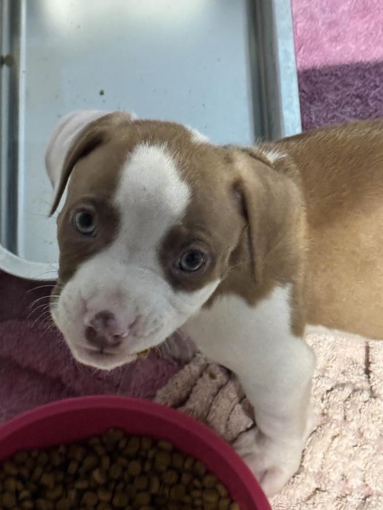 Enlarge Triver, a Adoptable mixed breed in Grand Rapids, MI image 2/6