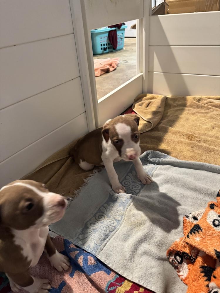 Enlarge Triver, a Adoptable mixed breed in Grand Rapids, MI image 3/6